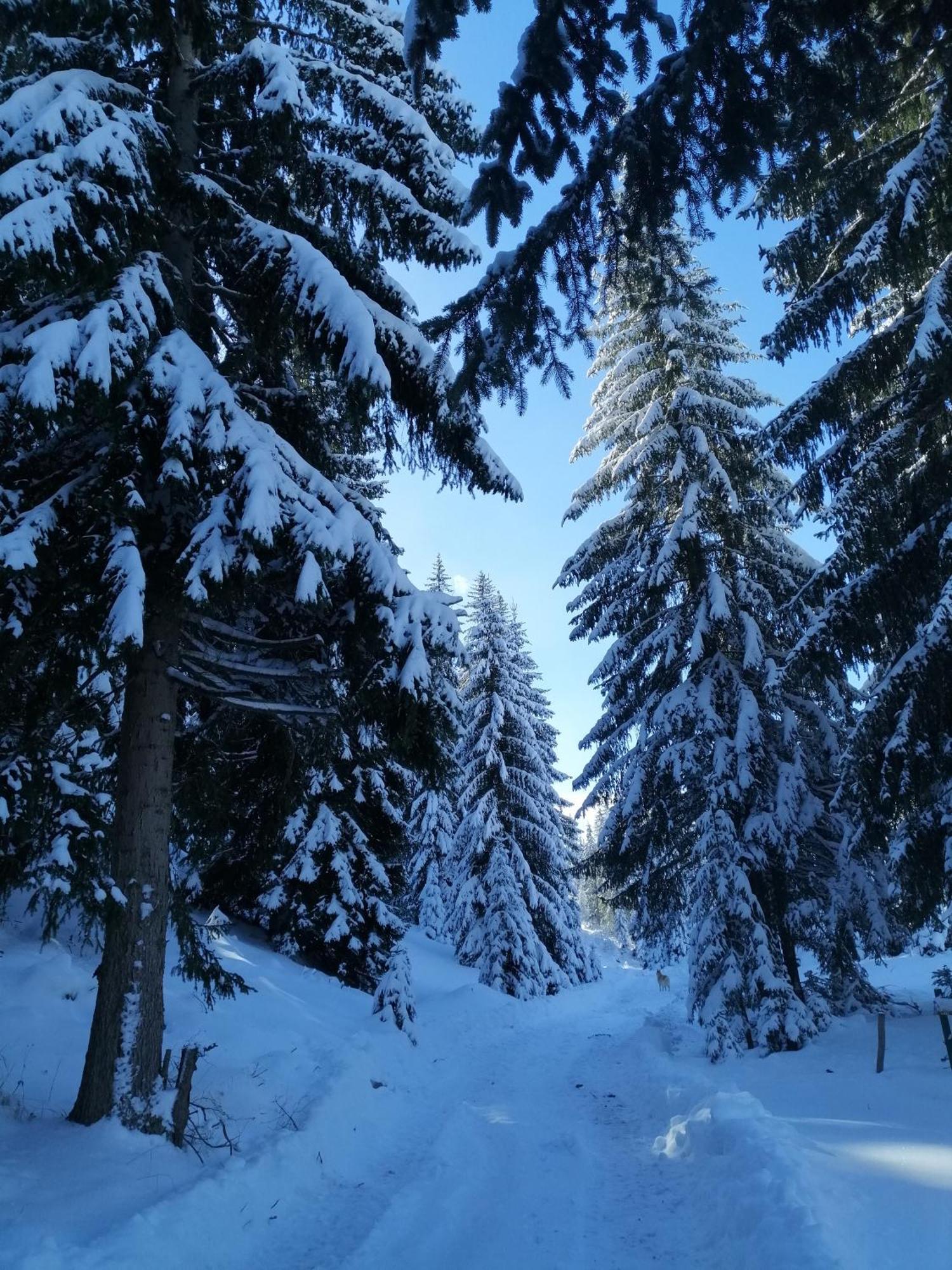 M&K Chalets Žabljak Esterno foto